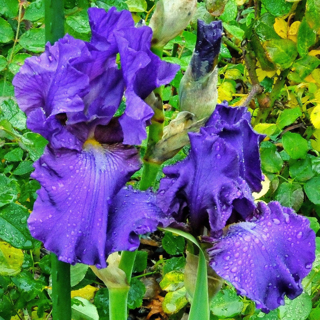 Iris germanica 'His Royal Highness'  - His Royal Highness Bearded Iris