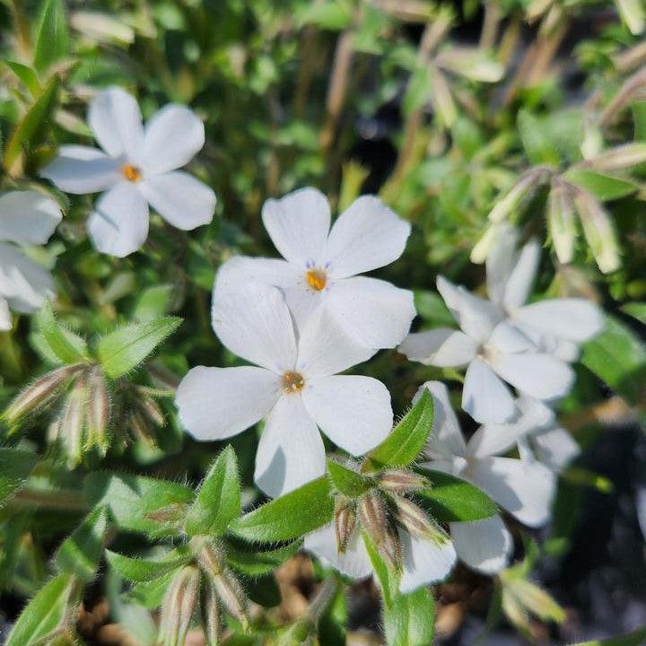 Phlox hybrid 'Woodlander White'  - Woodlander White Phlox