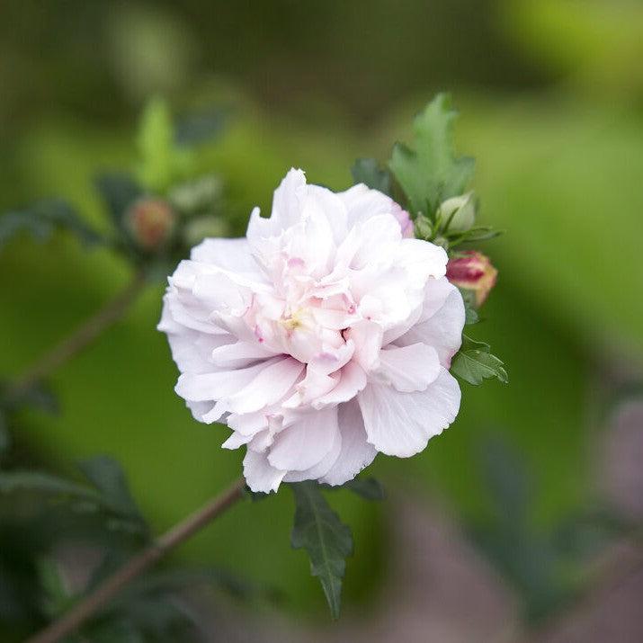 Hibiscus syriacus 'Mindoub1' PP27,840  - First Editions® French Cabaret™ Blush Hibiscus