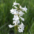Penstemon digitalis 'Alba'  - White Beardtongue