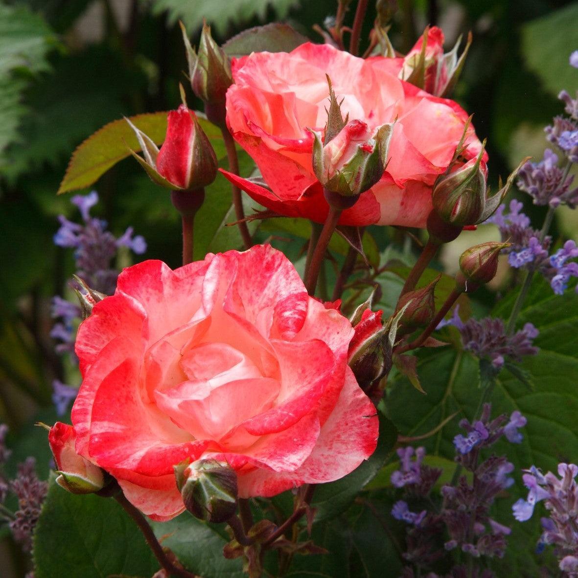 Rosa 'KORbaymun'  - Color Splash™ Rose