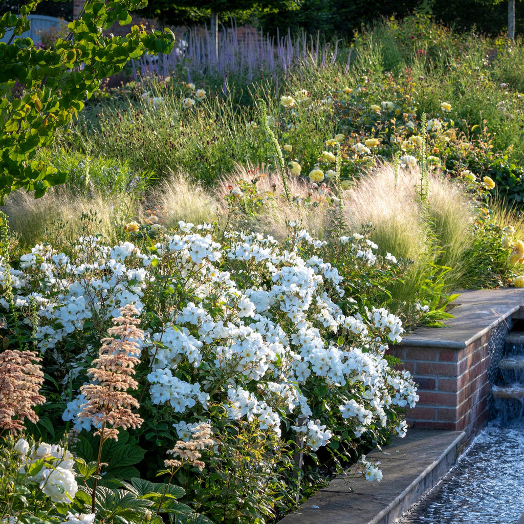 Kew Gardens® David Austin® English Shrub Rose