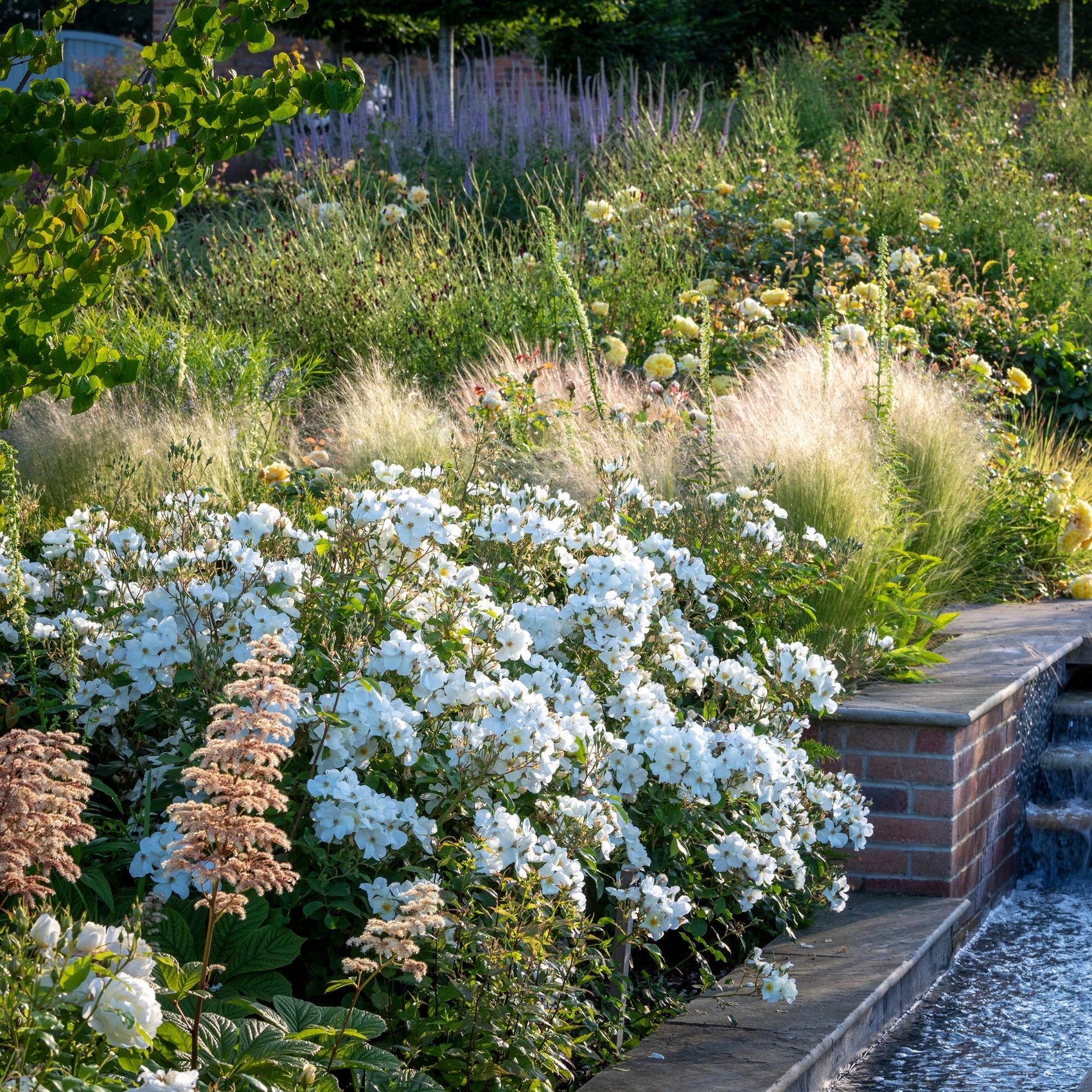 Kew Gardens® David Austin® English Shrub Rose
