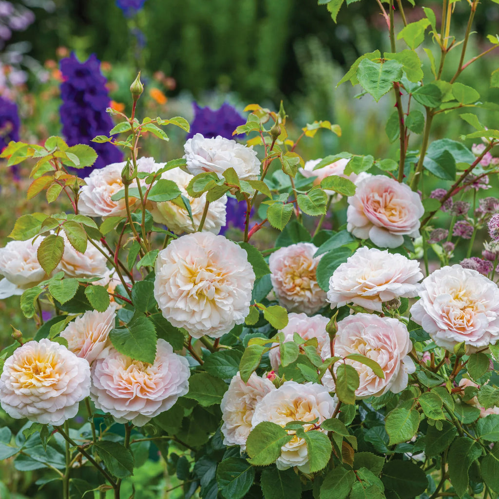 Emily Brontë™ David Austin® English Shrub Rose