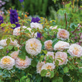 Emily Brontë™ David Austin® English Shrub Rose