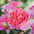 Boscobel® by David Austin®