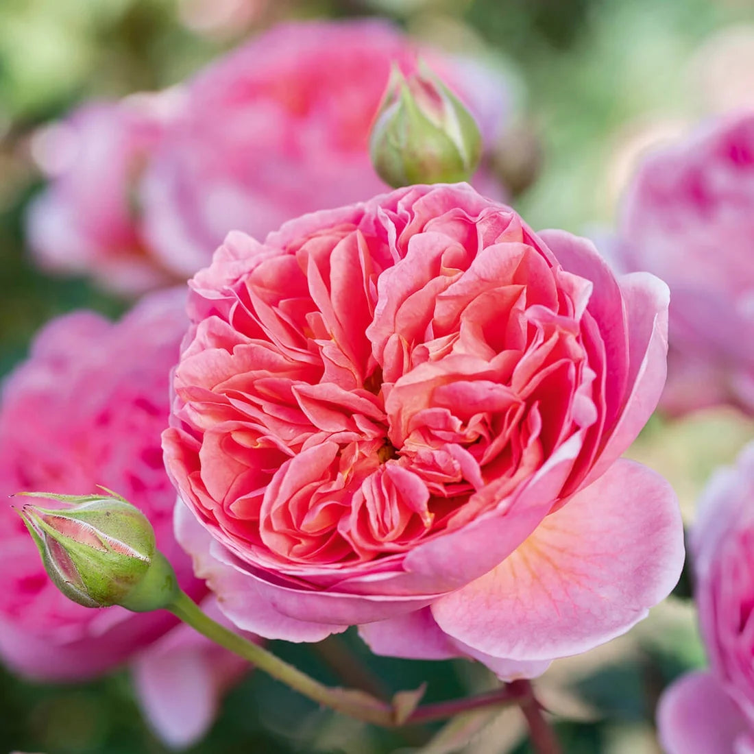 Boscobel® by David Austin®