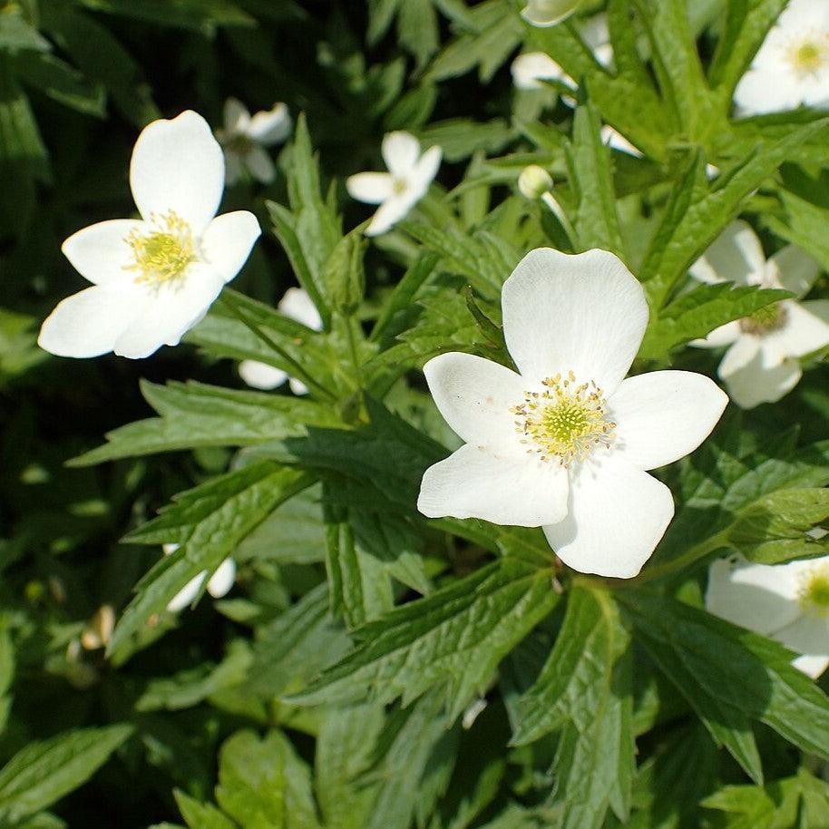 Anemone canadensis  - Canadian Anemone
