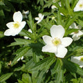 Anemone canadensis  - Canadian Anemone