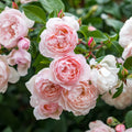 The Generous Gardener® David Austin® English Shrub Rose & Short Climber