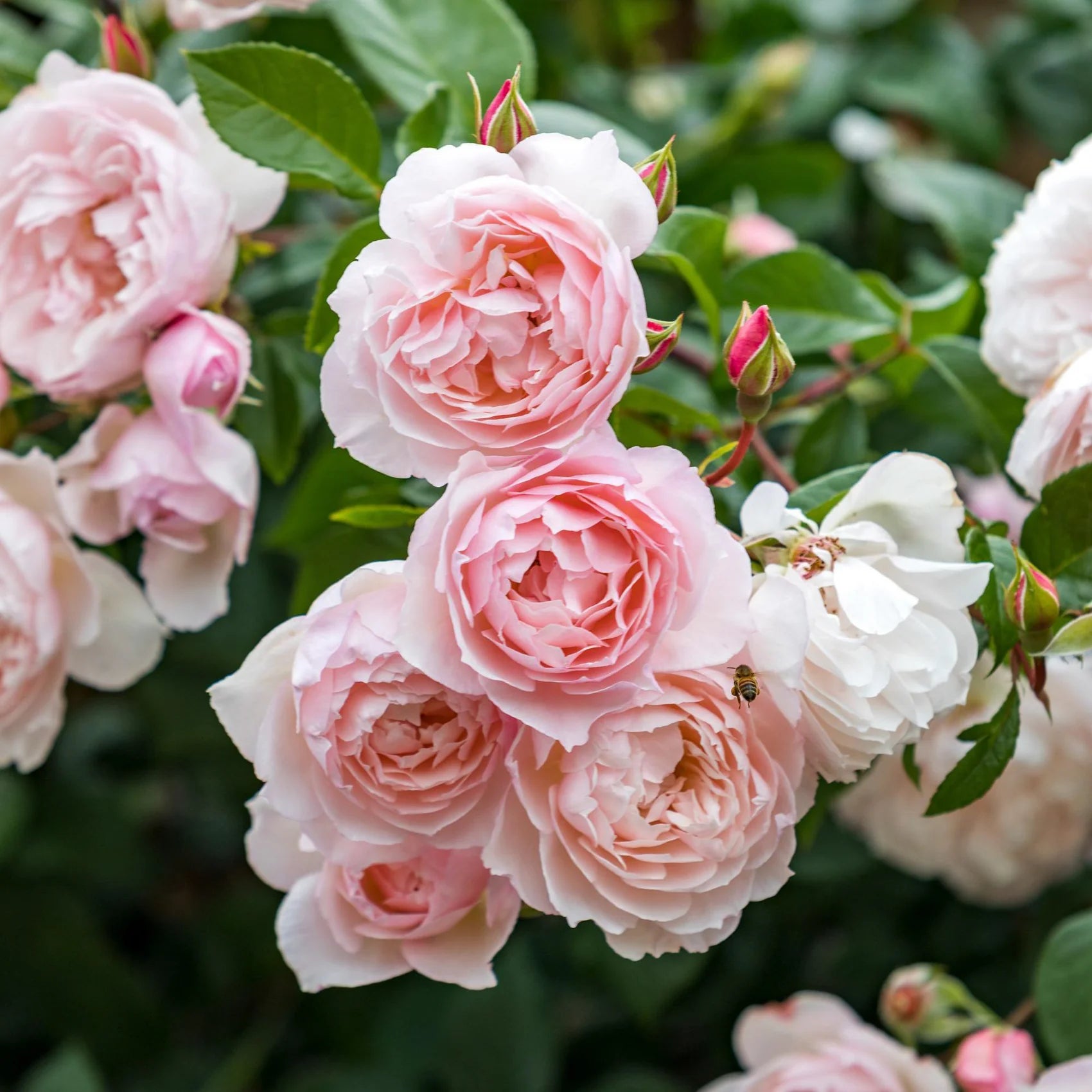 The Generous Gardener® David Austin® English Shrub Rose & Short Climber