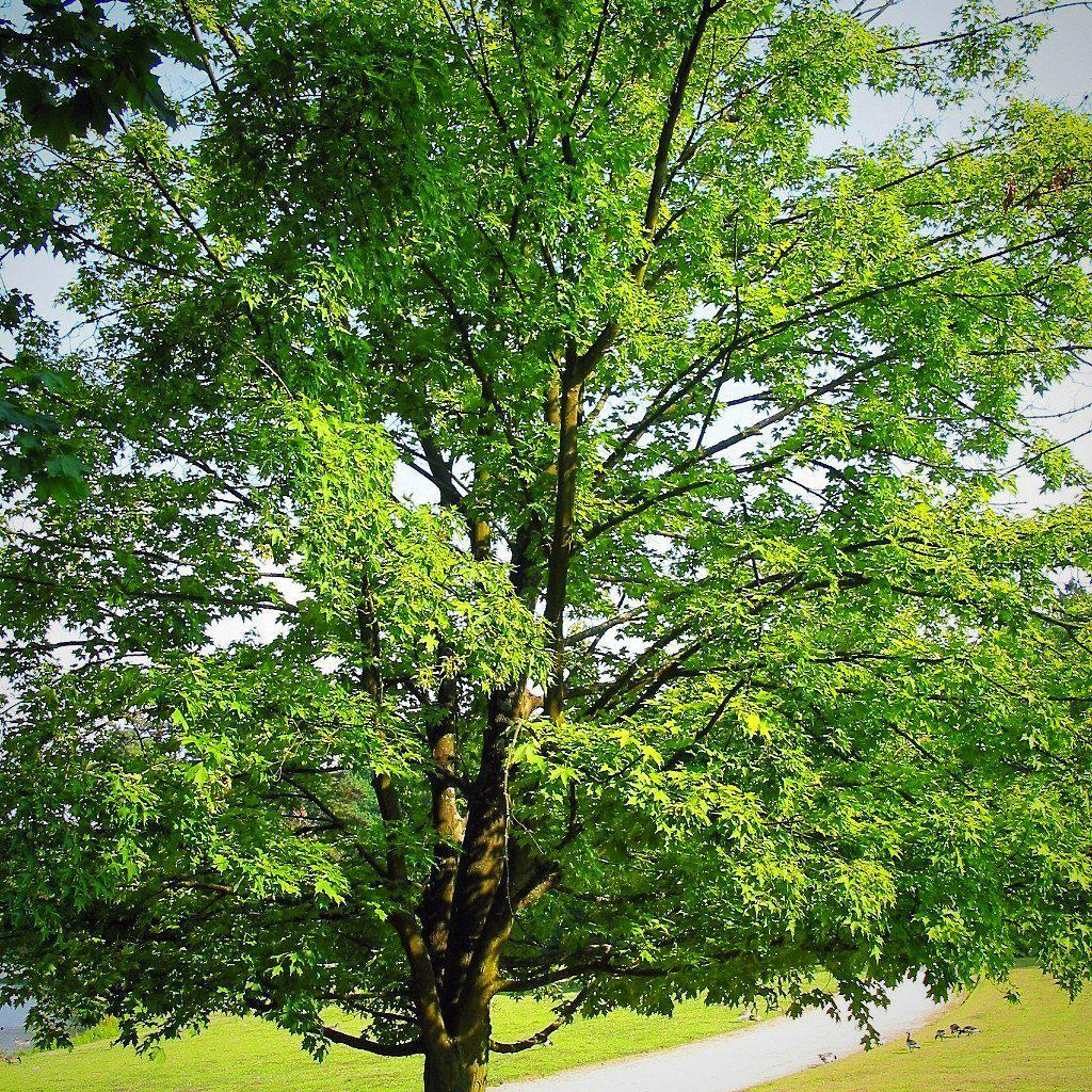 Acer saccharum  - Sugar Maple