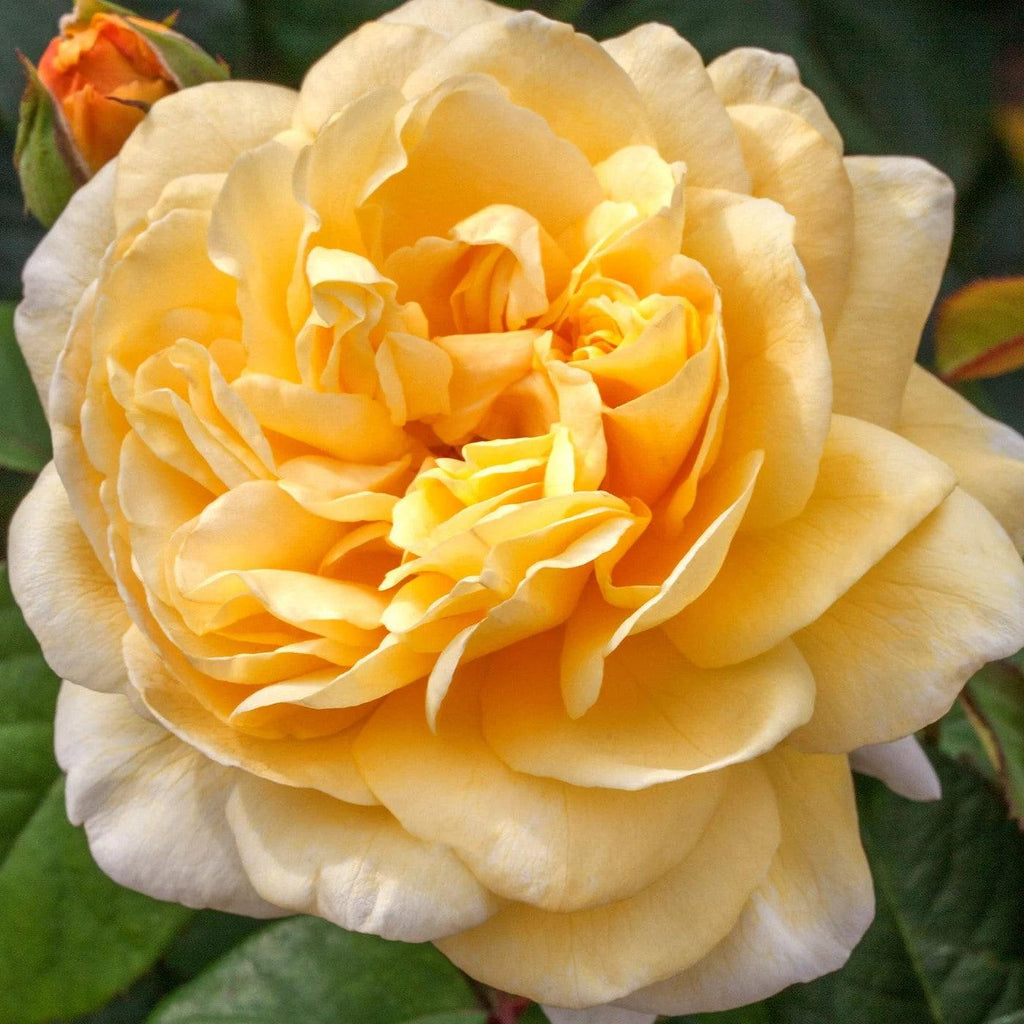Moonlight Romantica® Rose - Redland
