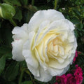 Rosa 'BAInest'  - First Editions® The Finest™ Rose