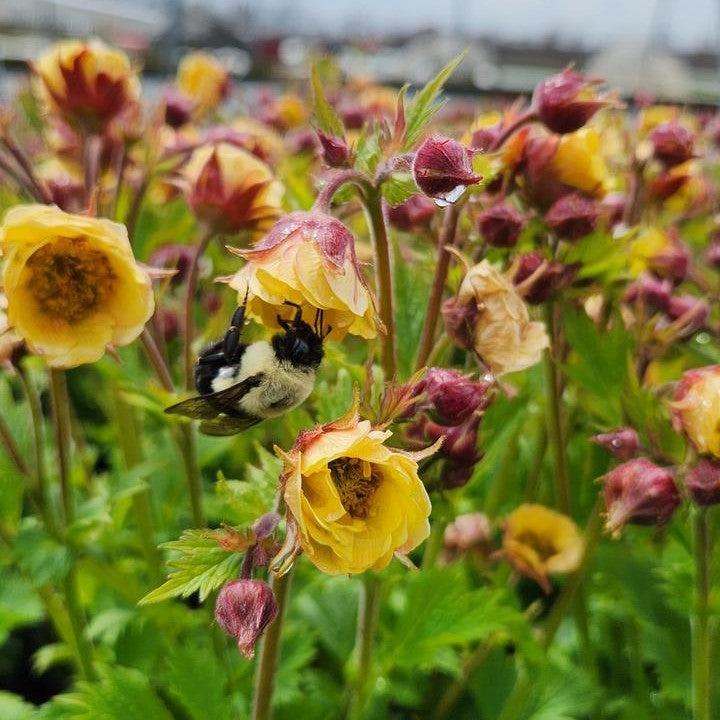 Geum x 'TNGEUTY'  - Tempo™ Yellow Avens