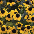 Rudbeckia triloba 'Blackjack Gold'  - Blackjack Gold Coneflower