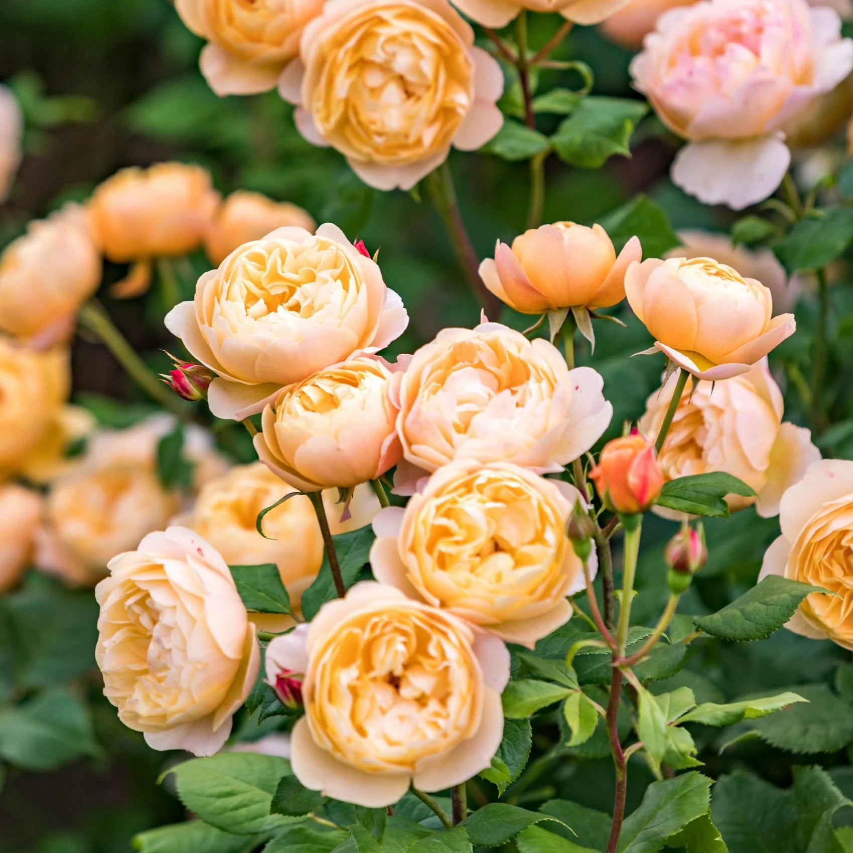 Roald Dahl® David Austin® English Shrub Rose