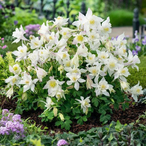 Aquilegia 'PAS1258490'  - Earlybird™ White Columbine
