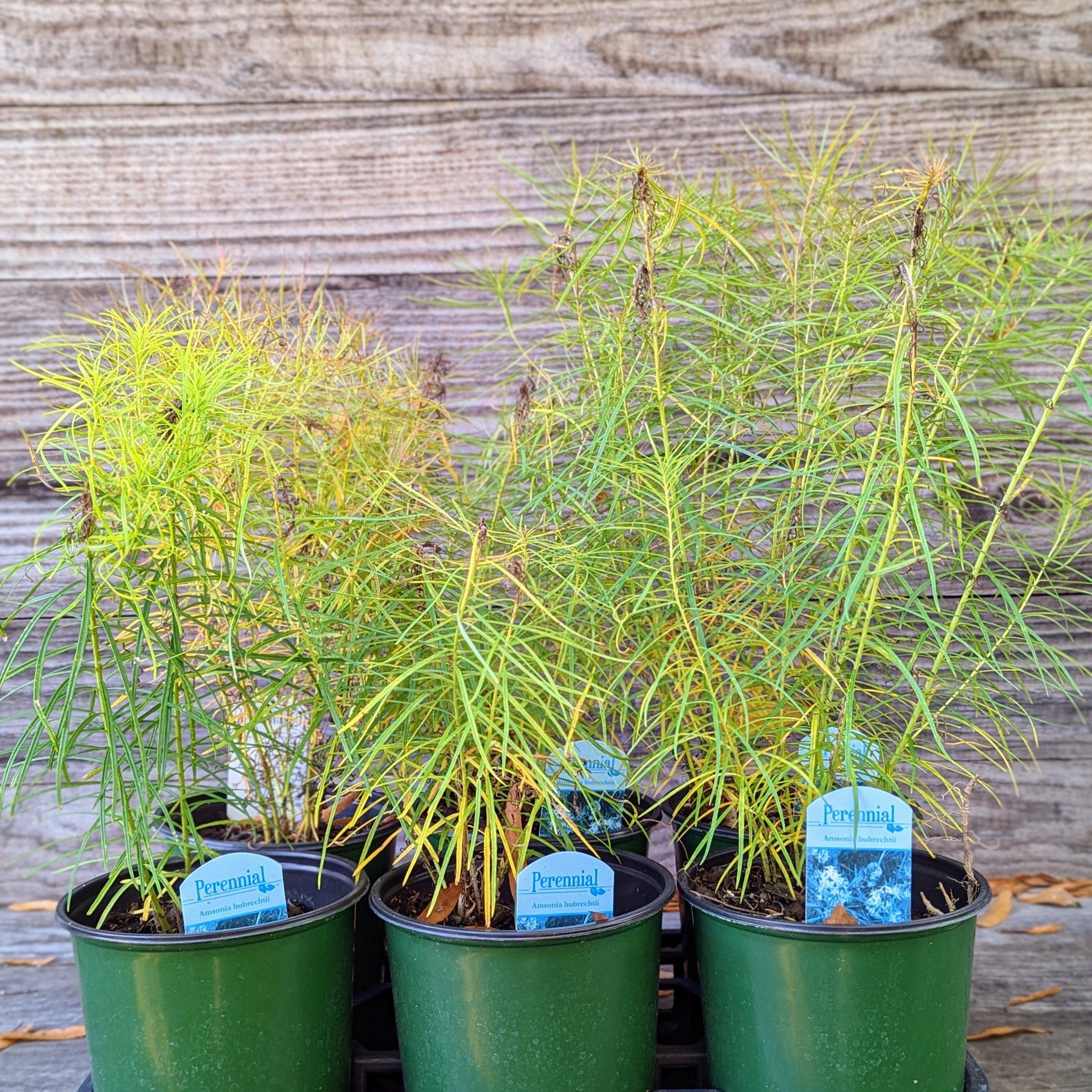 Amsonia hubrichtii  - Threadleaf Blue Star, Arkansas Blue Star