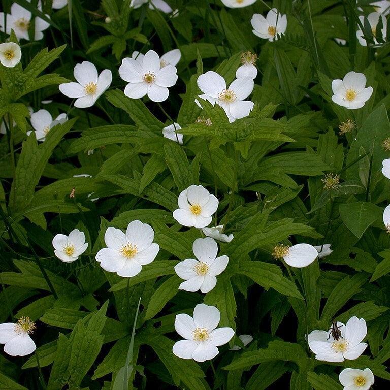 Anemone canadensis  - Canadian Anemone