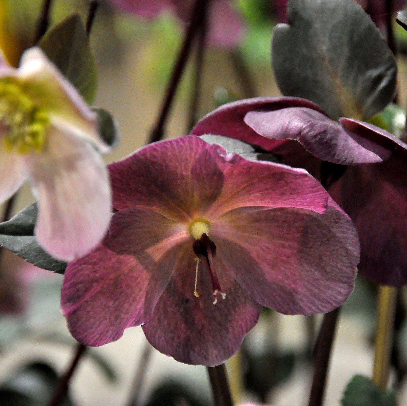 Helleborus x hybridus 'ABCRD02'  - Frostkiss® Anna's Red Lenten Rose