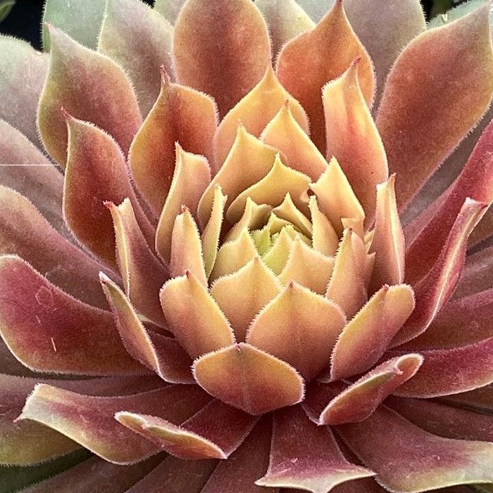 Sempervivum 'Lemon Waves'  - Chick Charms® Lemon Waves Hens and Chicks