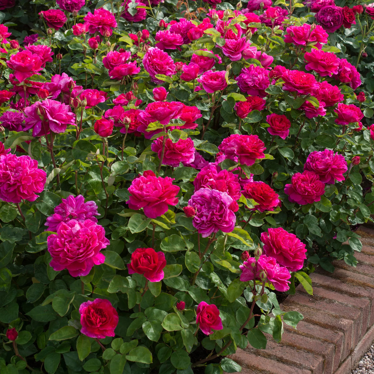 Sophy’s Rose