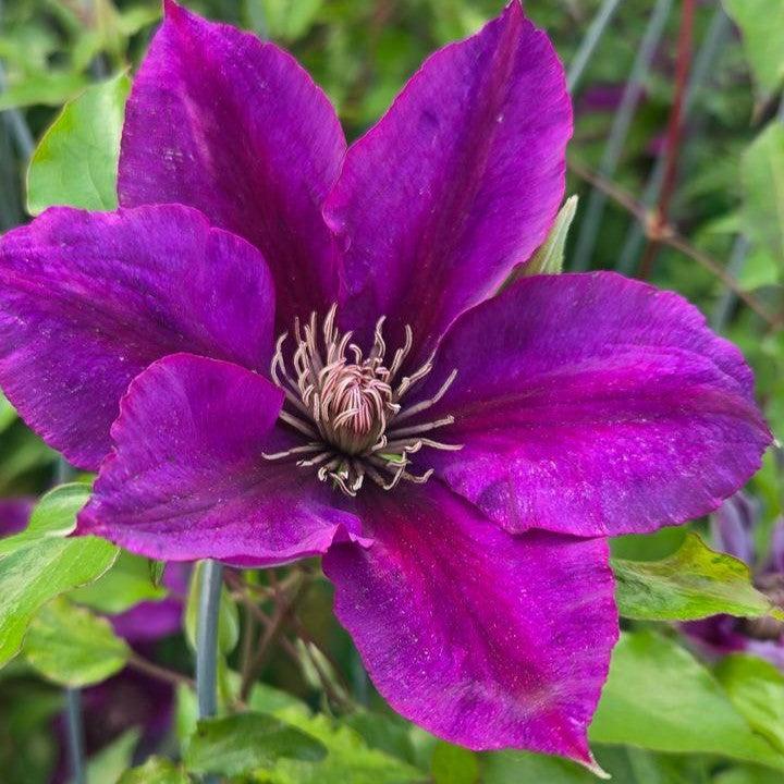 Clematis 'Evipo024'  - Picardy™ Clematis