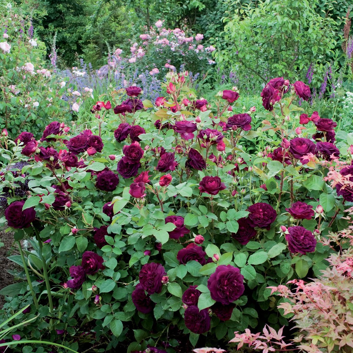 Munstead Wood®