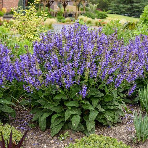 Salvia 'Big Sky'  - Living Large® Big Sky Salvia