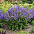 Salvia 'Big Sky'  - Living Large® Big Sky Salvia
