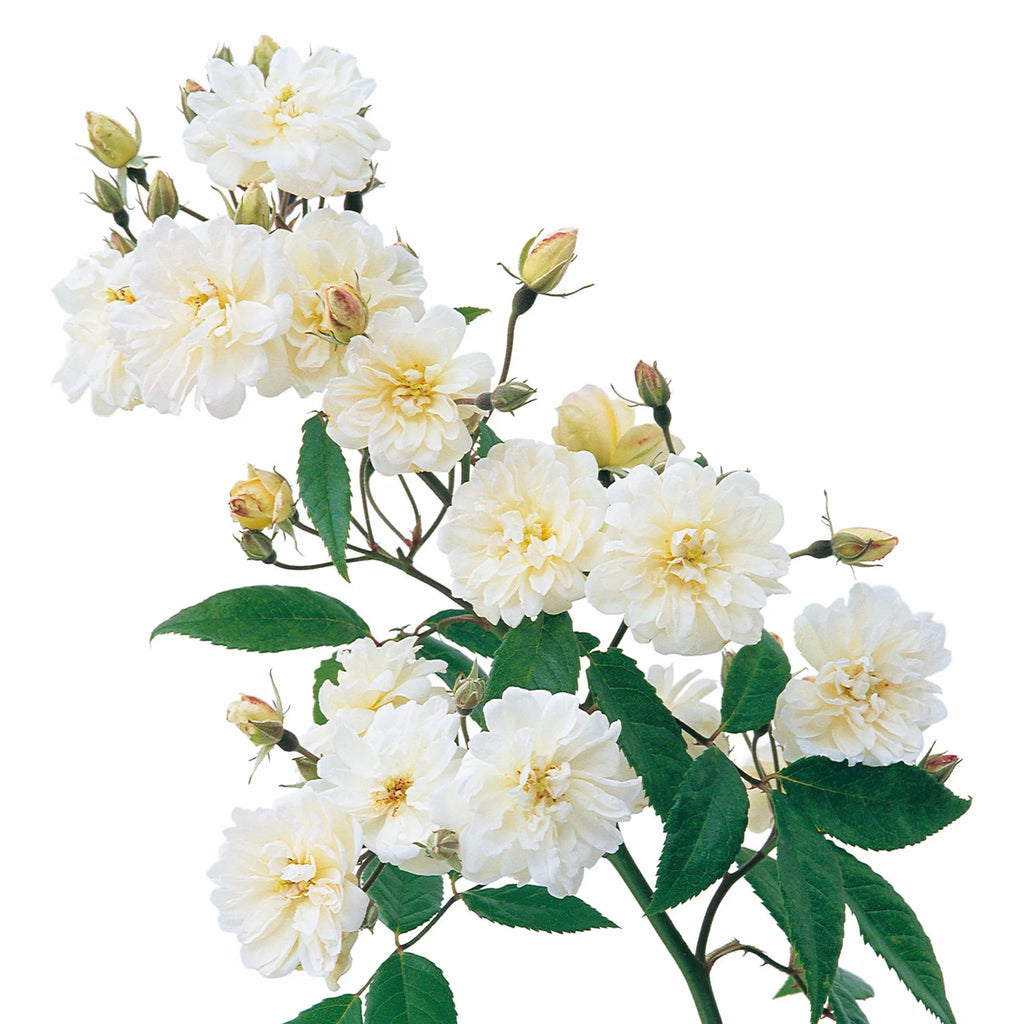 Snow Goose® David Austin® English Rambling Rose