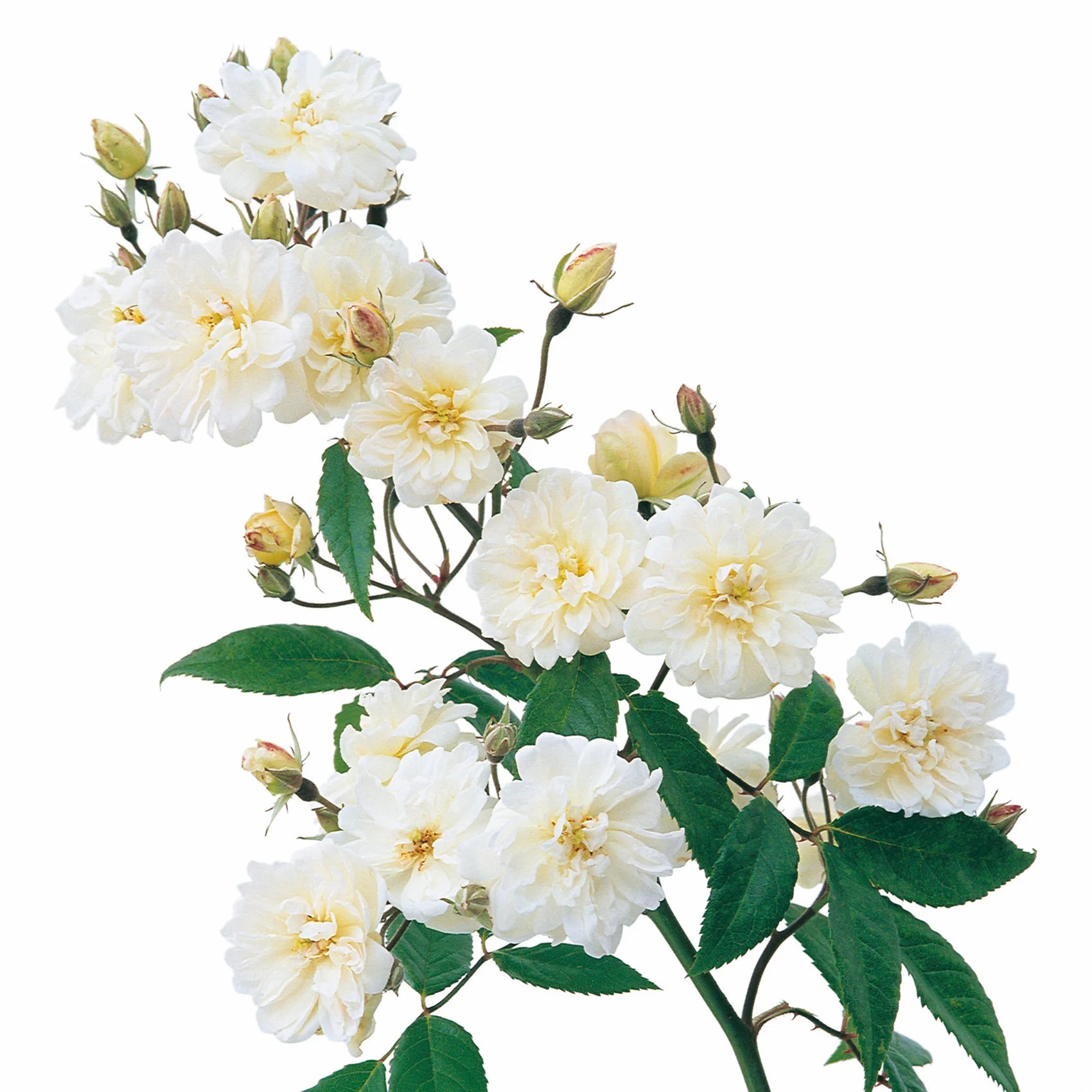 Snow Goose® David Austin® English Rambling Rose