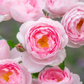 Scepter’d Isle™ David Austin® English Shrub Rose