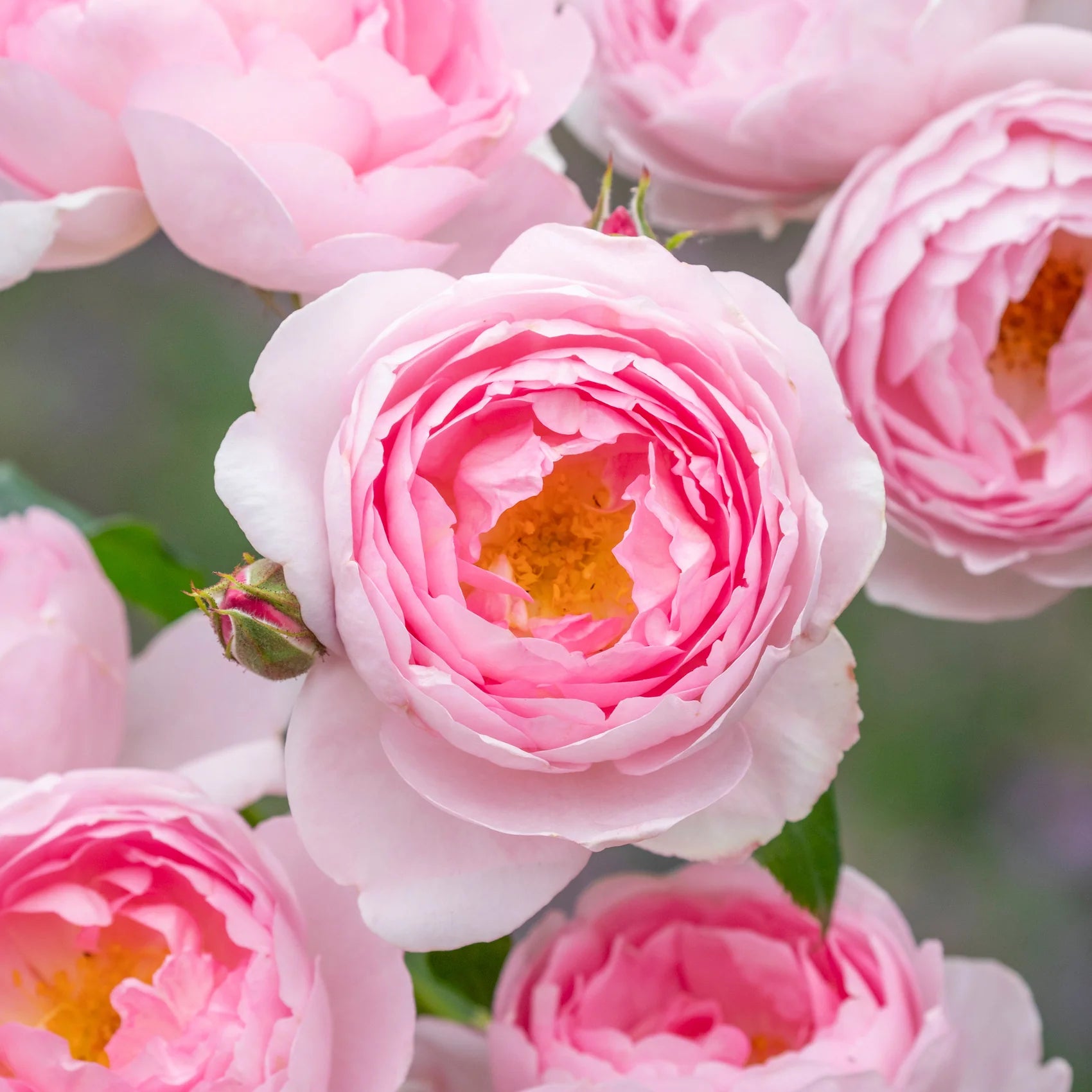 Scepter’d Isle™ David Austin® English Shrub Rose