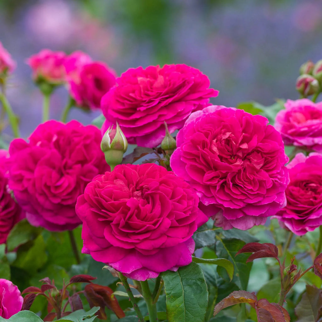 Gabriel Oak™ David Austin® English Shrub Rose