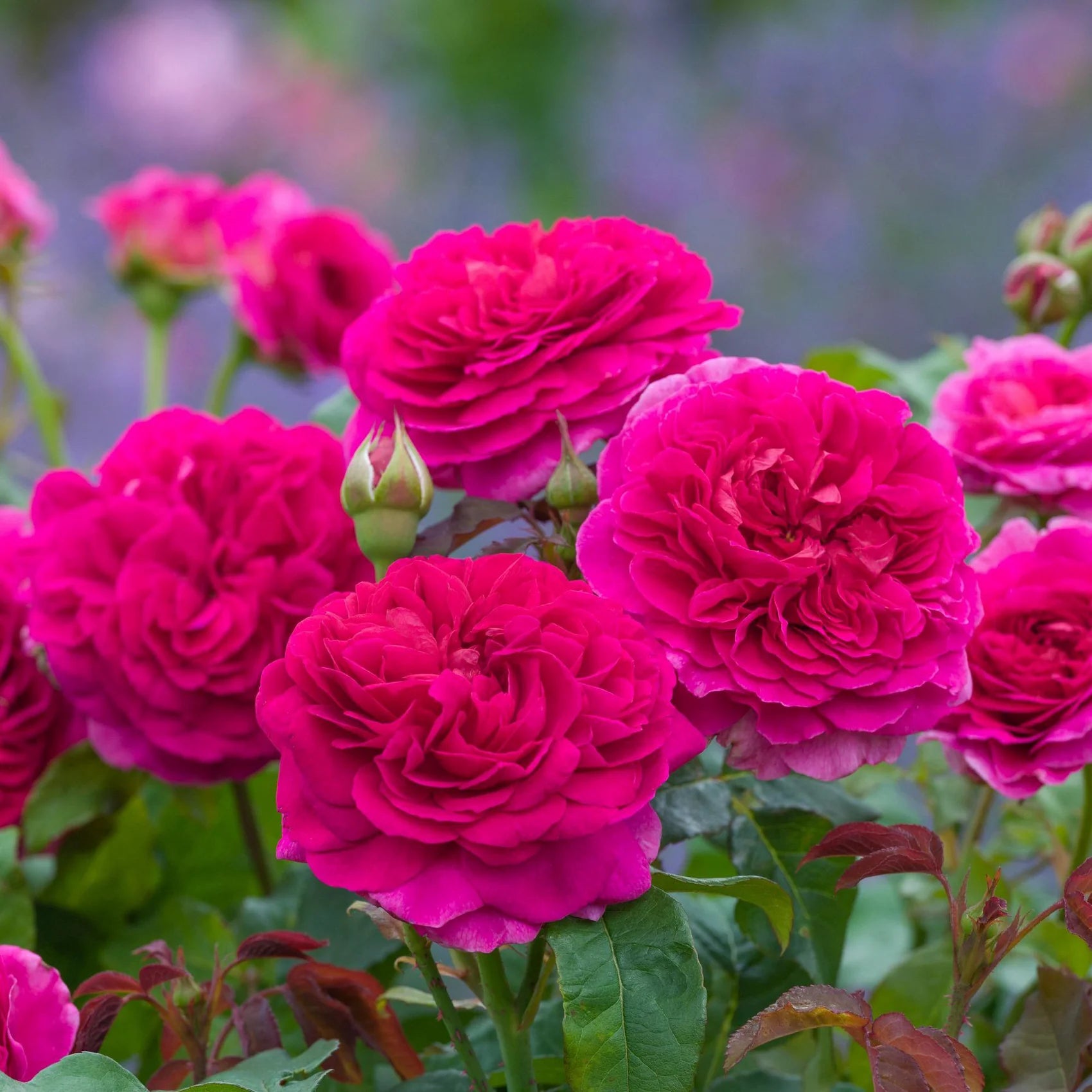 Gabriel Oak™ David Austin® English Shrub Rose