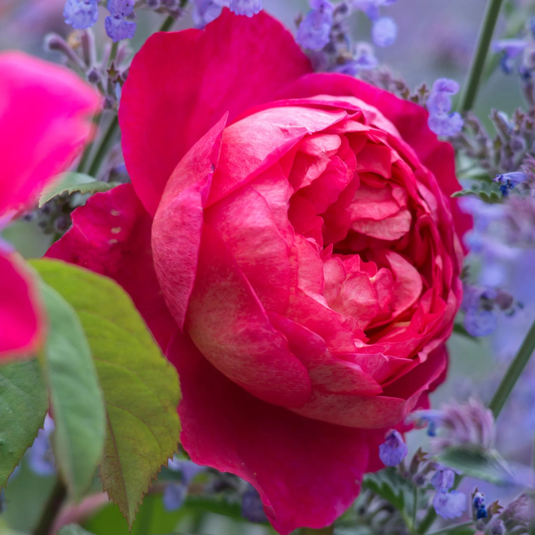 Benjamin Britten® David Austin® English Shrub Rose