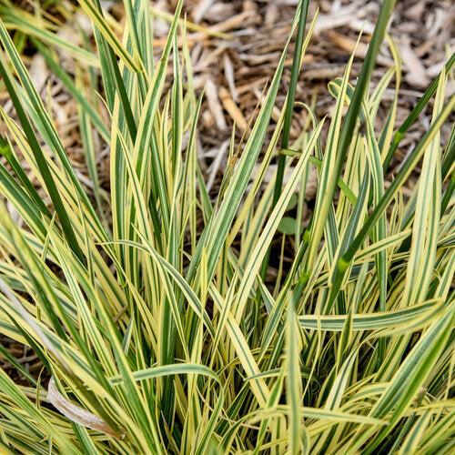 Festuca arundinacea 'Perfect Edging'  - Perfect Edging Tall Fescue