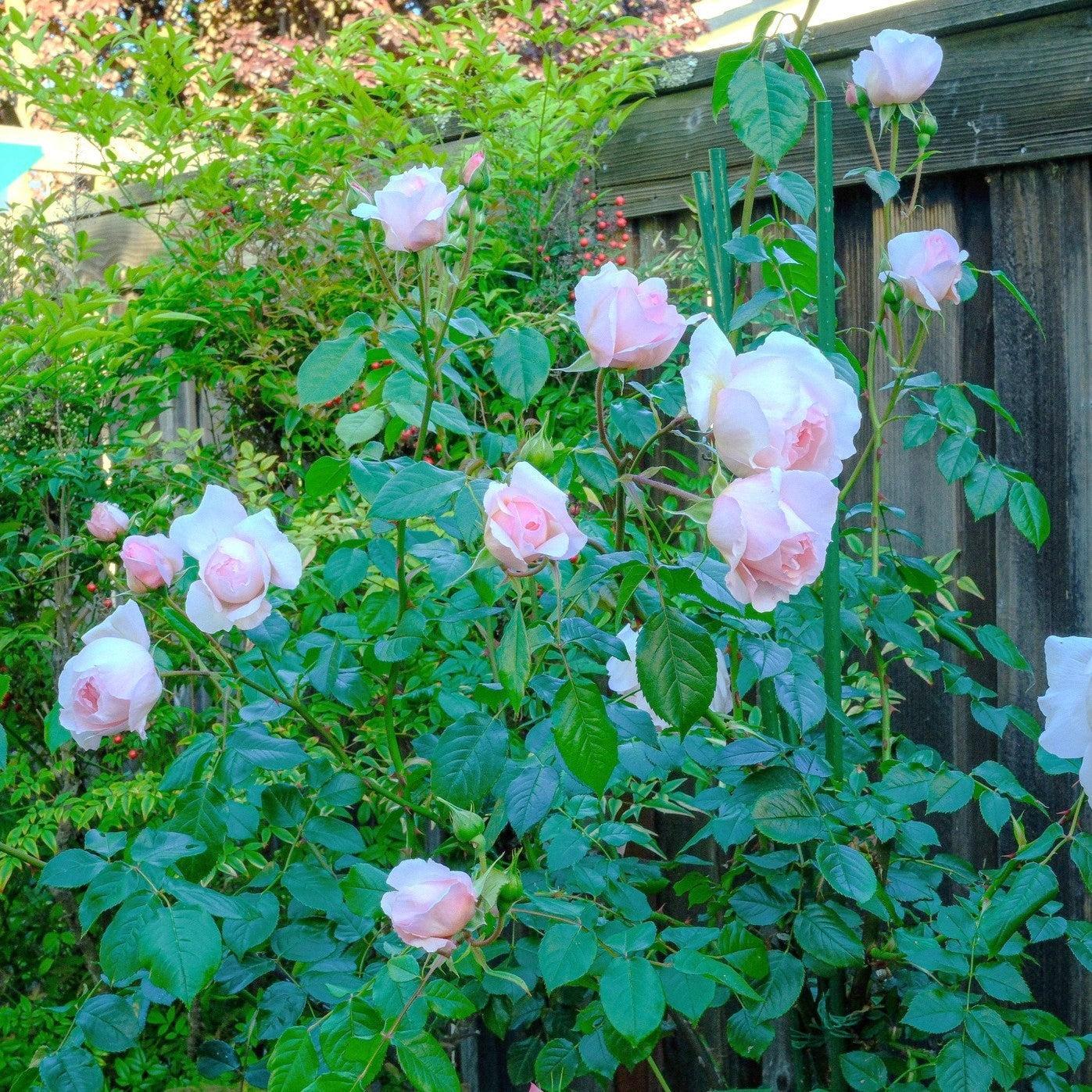 Rosa 'Ausjosiah'  - The Wedgwood Climbing Rose