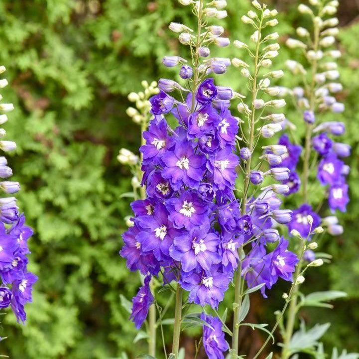 Delphinium elatum 'Violets Are Blue'  - PW® Violets Are Blue Delphinium