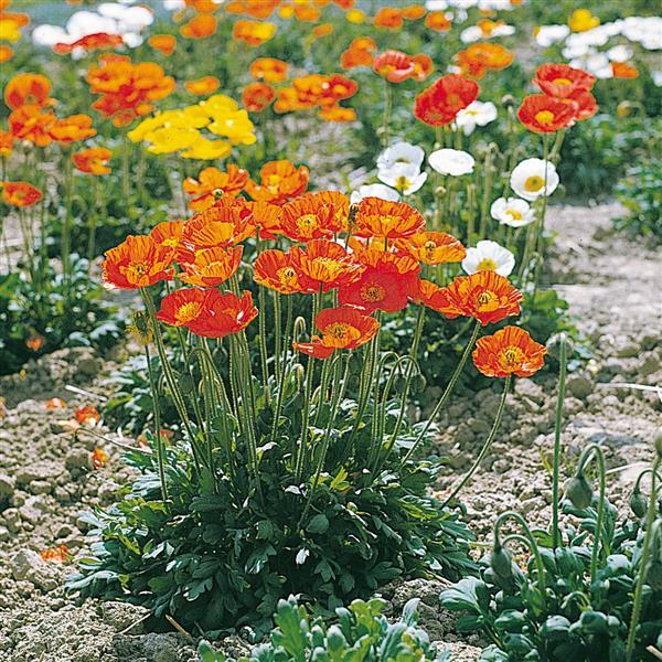 Papaver nudicaule 'Garden Gnome'  - Garden Gnome Poppies