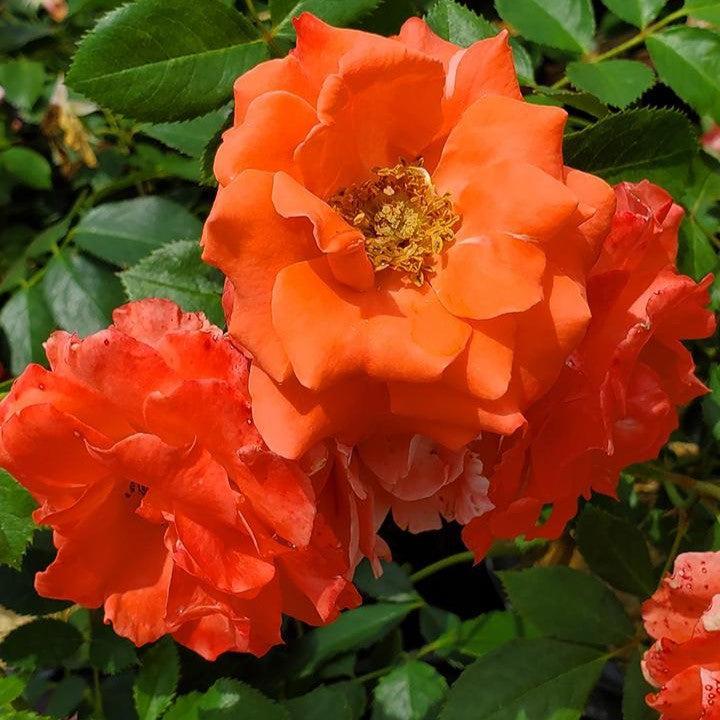 Rosa 'BAIdre'  - First Editions® Patriot Dream Rose