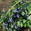 Vaccinium corymbosum 'Medley Berries Galore'  - Berries Galore Blueberry