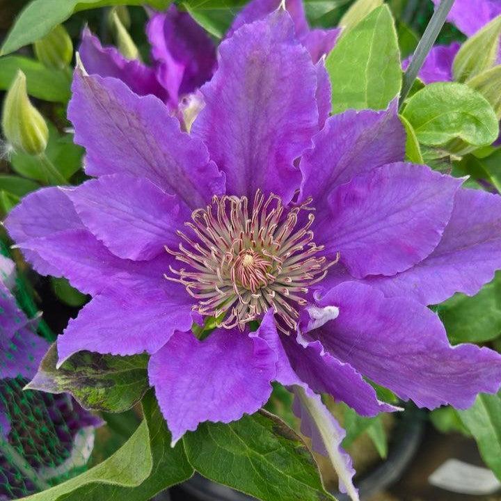 Clematis 'Evipo030'  - Bijou™ Clematis