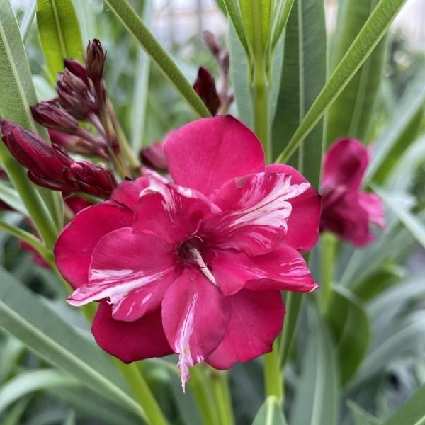 Nerium oleander 'JBNOL9'  - OLÉ!™ Bicolor Red Oleander