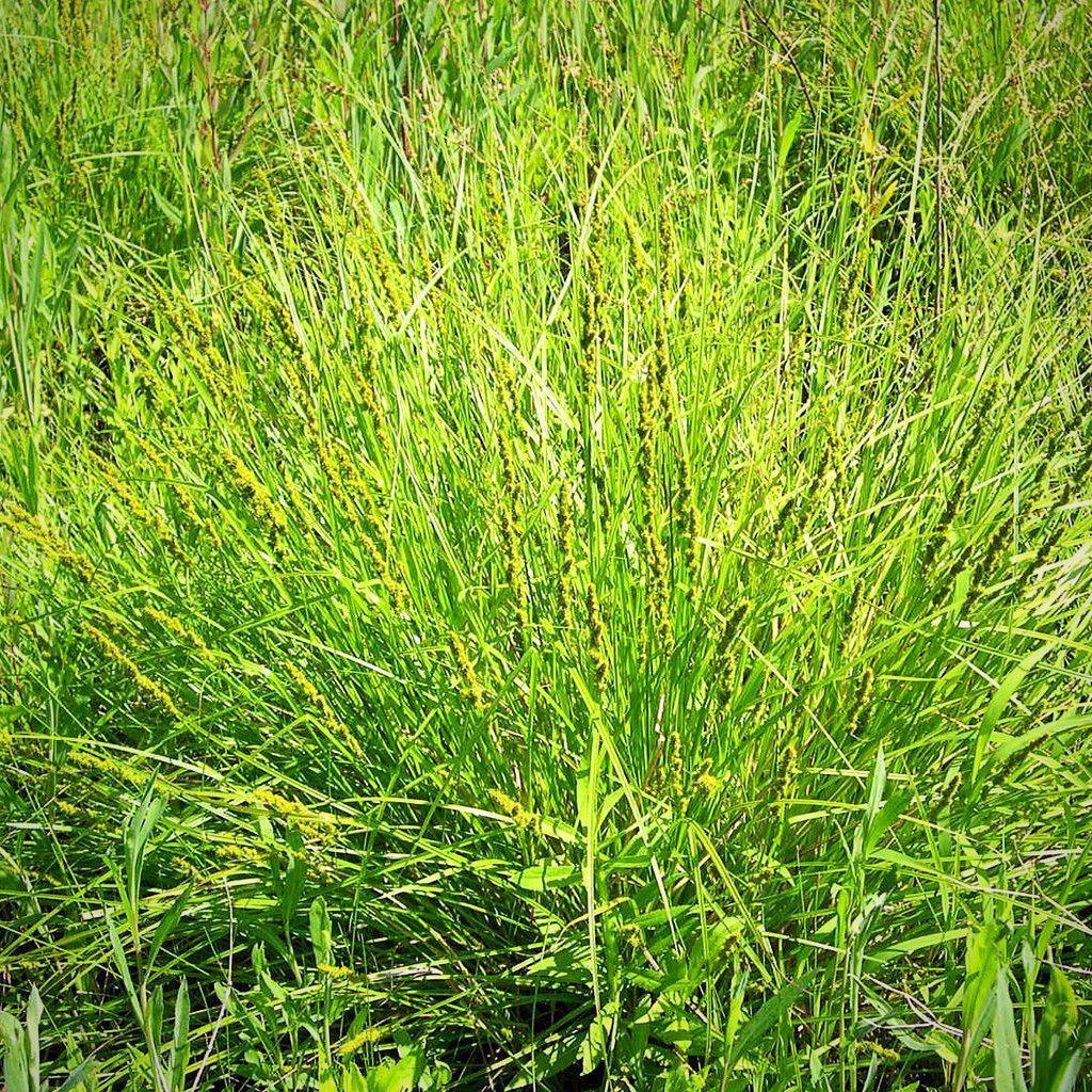 Carex vulpinoidea  - Fox Sedge
