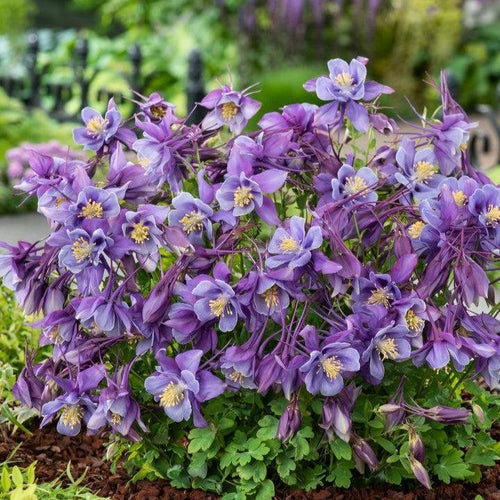 Aquilegia 'PAS1258487'  - Earlybird™ Purple Blue Columbine