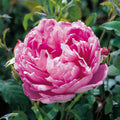 The Ingenious Mr Fairchild® David Austin® English Shrub Rose