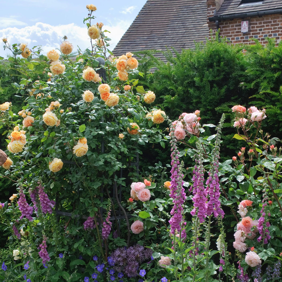 Crown Princess Margareta®
